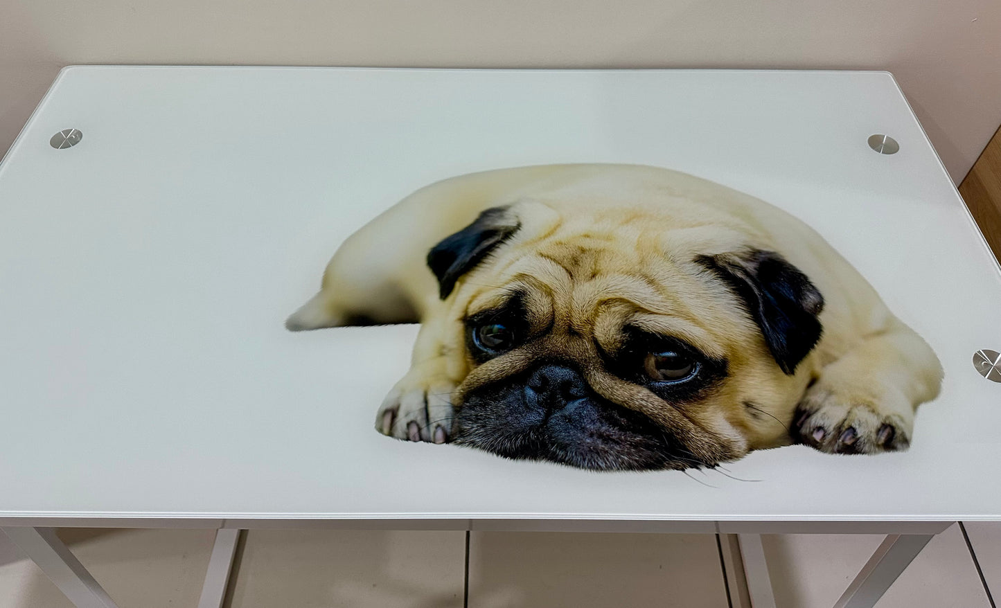 Escritorio Perro Pug
